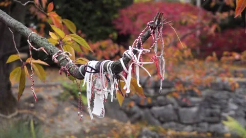 Kumihimo strings tied around a tree branch in a Japanese park Stock Footage 231744525