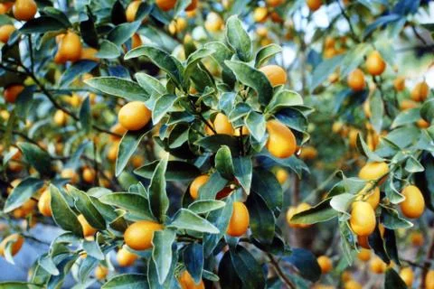 KUMKWAT Stock Photos