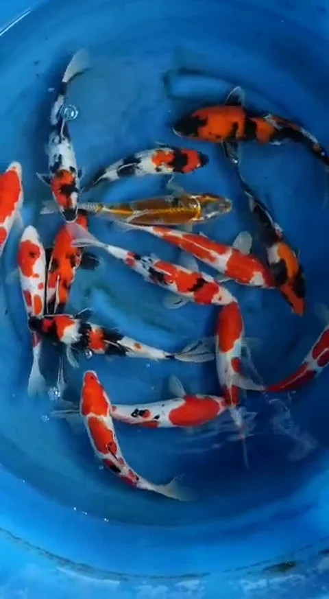 Kumpulan iklan koi Stock Footage 241225298