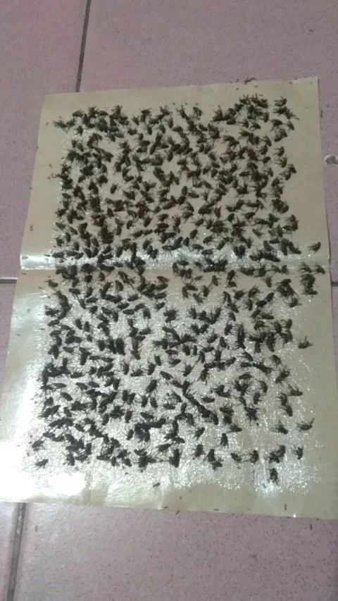 Kumpulan lalat Video stock 208847989