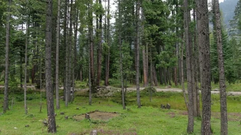 Kumrat trees Side Shot 4k Stockbeeldmateriaal 141400032