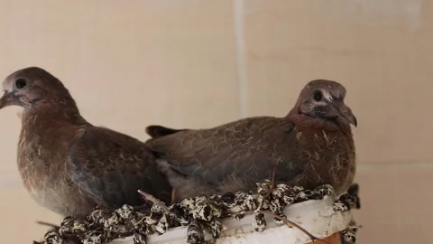 Kumru Yavrulari Stock Footage 135969149
