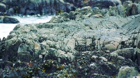 Kunashiri Island Video stock 73831647