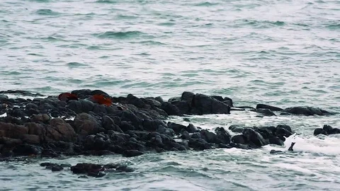 Kunashiri Island Video stock 73832404