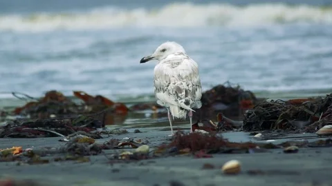 Kunashiri Island Stock Footage 73833169
