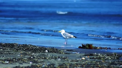Kunashiri Island Video stock 73833406