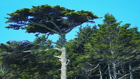 Kunashiri Island Video stock 73833566