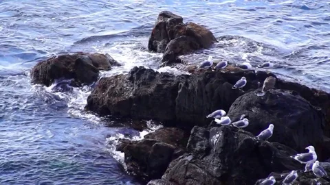 Kunashiri Island Video stock 73833600