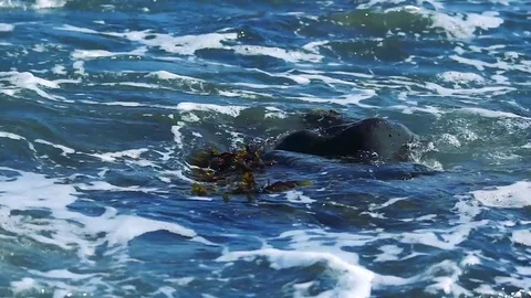 Kunashiri Island Stock Footage 73833782