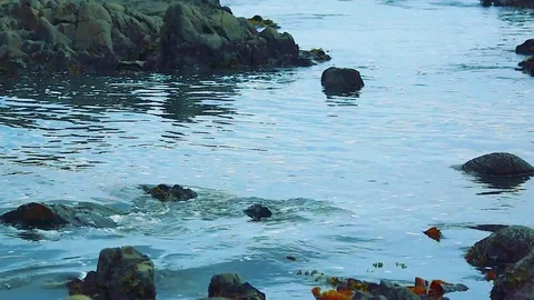 Kunashiri Island Video stock 73834702