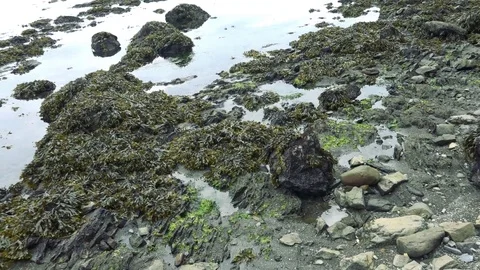 Kunashiri Island Stock Footage 73852414