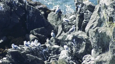 Kunashiri Island Stock Footage 73852421