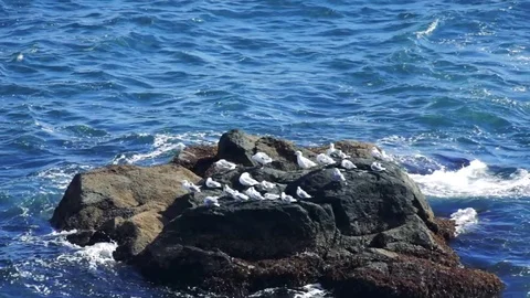 Kunashiri Island Stock Footage 73852634