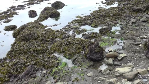 Kunashiri Island Video stock 73852771