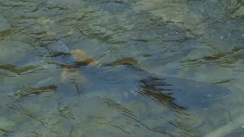 Kunashiri Island Stock Footage 73853461