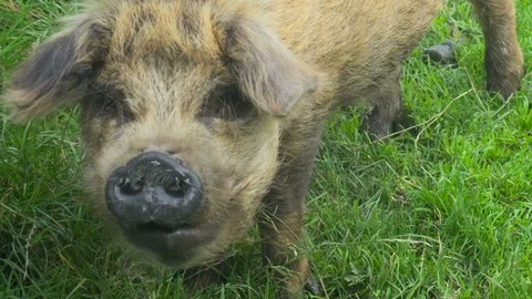 Kune Kune Pig on a field Video stock 87197346