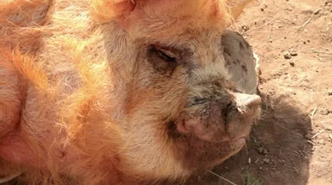 Kune kune pig Vídeo Stock 10897616