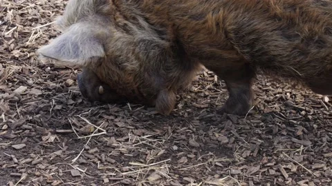  Kune Kune Pig Stock Footage 236701308