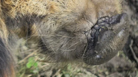 Kune Kune Pig in the mud Stock Footage 87197429