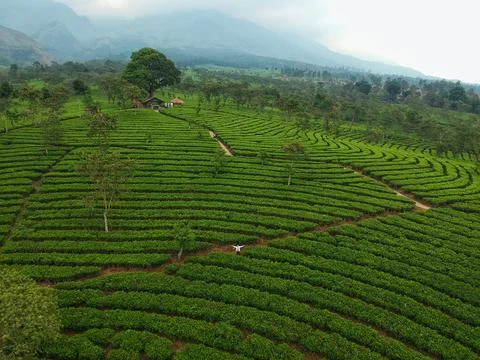 Kuneer Hill, Malang, East Java, Indonesia Stock Photos