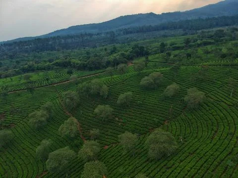 Kuneer Hill, Malang, East Java, Indonesia Stock Photos