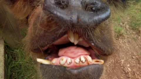 A Kunekune pig chewing on lunch Stock Footage 127075413
