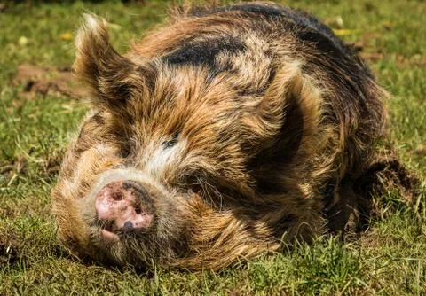 Kunekune Pig Stock Photos