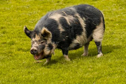 Kunekune pig Stock Photos