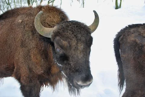 Kuneticka Hora - bison Stock Photos