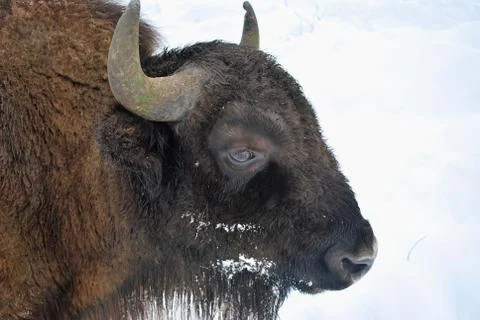 Kuneticka Hora - bison Stock Photos