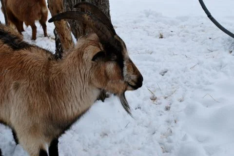 Kuneticka Hora - cap Stock Photos