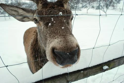 Kuneticka Hora - deer Foto stock