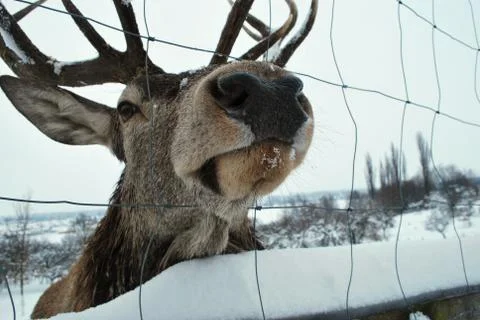 Kuneticka Hora - deer Stock Photos
