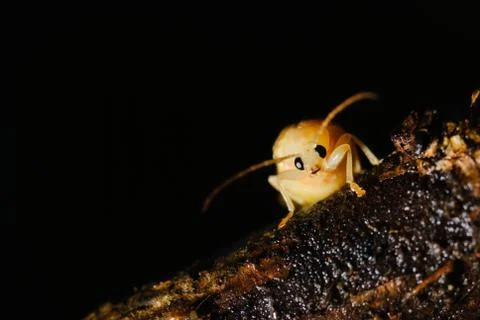 Kungfu bug Stock Photos