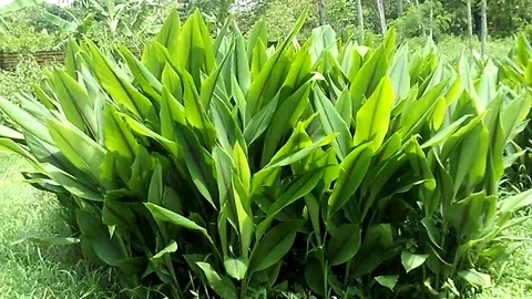 Kunir trees, Curcuma longa trees, on the kunir field. Stock Footage 122984007
