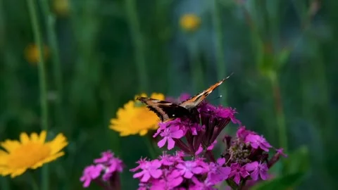 Kupu kupu Video stock 219791089