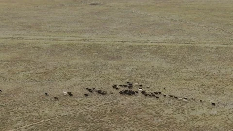 Kurai steppe 스톡 동영상 153417022