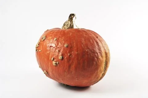 Kürbis Stock Photos