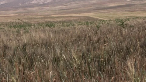 Kurdish Landscape with fields and mountains, Iraqi Kurdistan, WS, TILT Stock Footage 300115866