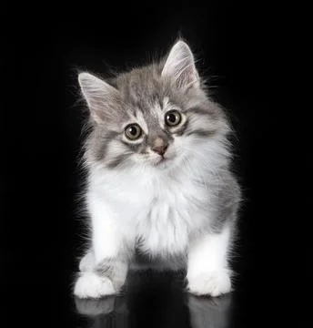 Kurilian Bobtail in studio Foto stock