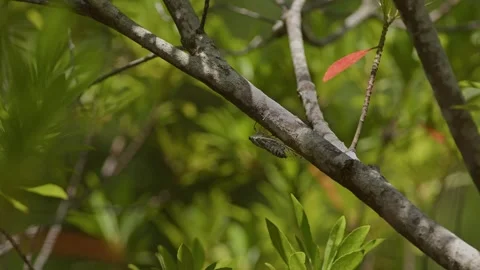 Kuroiwa's Cicada Vocalising in a Tree. Stock Footage 318968806