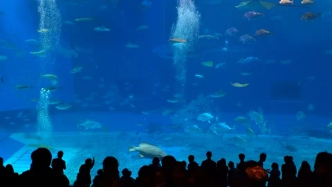 Kuroshio Fish Tank in Churami Aquarium in Okinawa, Japan Stock Footage