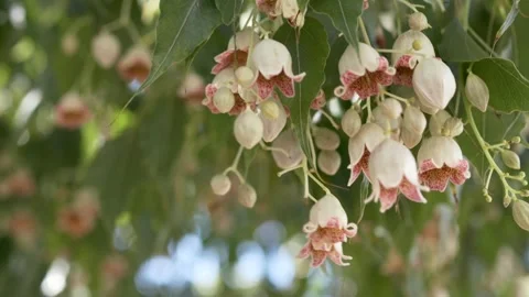 Kurrajong Bottle Tree blossoms swaying gently on tree branches, ideal for eco Stock Footage 335875196