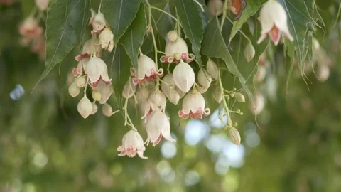 Kurrajong Bottle Tree branches with cream blossoms moving naturally in breeze 動画素材 335875257