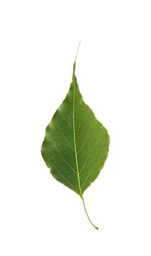 A kurrajong leaf Stock Photos