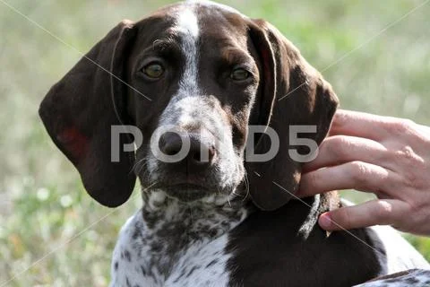 Kurtshaar one brown spotted puppy, a portrait of an animal's head Stock Photos