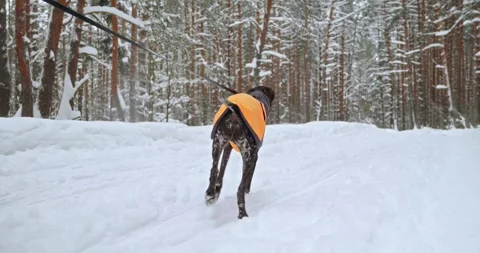 A Kurtzhaar dog walking through a winter snow forest in a orange blanket Stock Footage 265581897