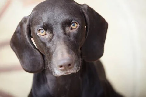 Kurzkhaar German short haired pointer known as Kurzkhaar sitting indoors C... Stock Photos