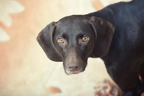 Kurzkhaar German short haired pointer known as Kurzkhaar sitting indoors C... Stock Photos