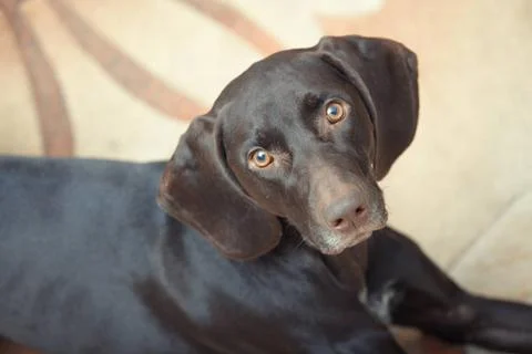 Kurzkhaar German short haired pointer known as Kurzkhaar indoors Copyright... Stock Photos